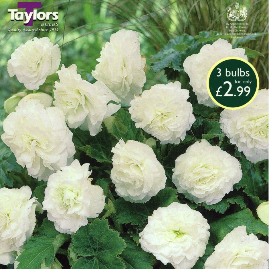 B. ‘Expresso White’